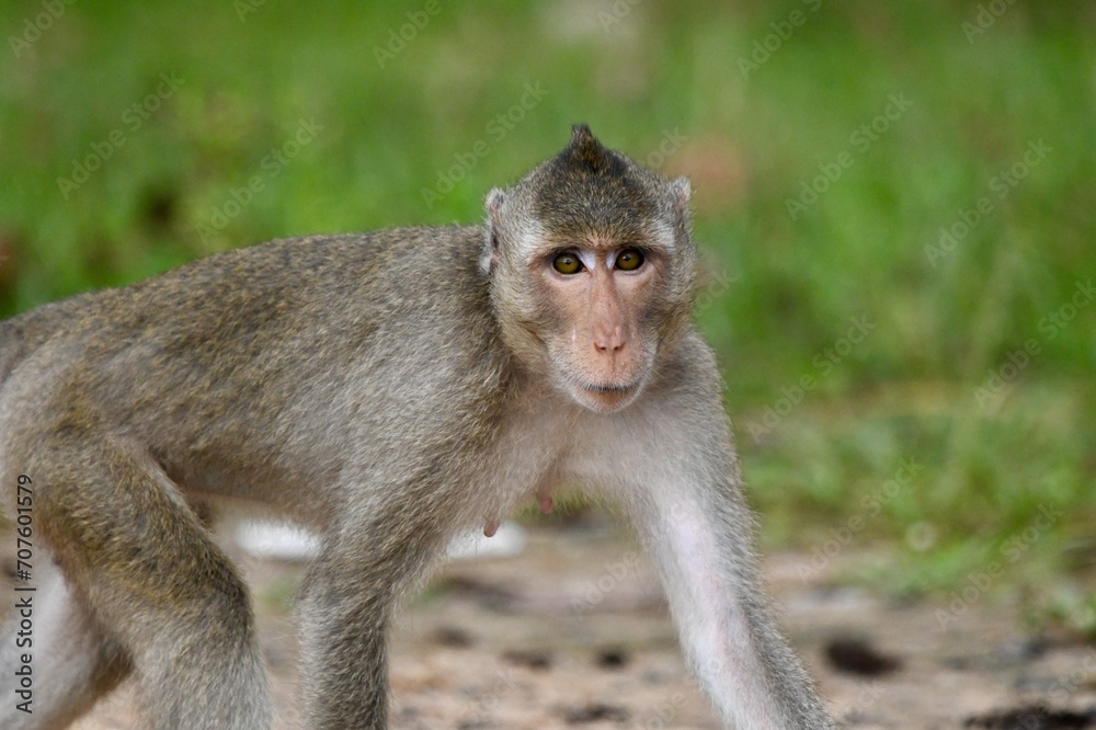 portrait of a baboon