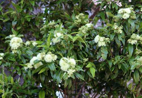 Cuadro en lienzo Flowers of a lemon myrtle tree. Backhousia citriodora