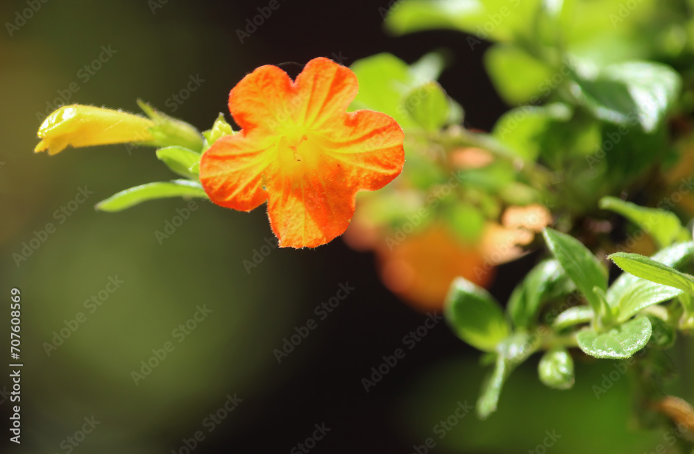 Orange yellow flowers on a Streptosolen jamesonii bush. marmalade bush Orange yellow flowers on a Streptosolen jamesonii bush. marmalade bush