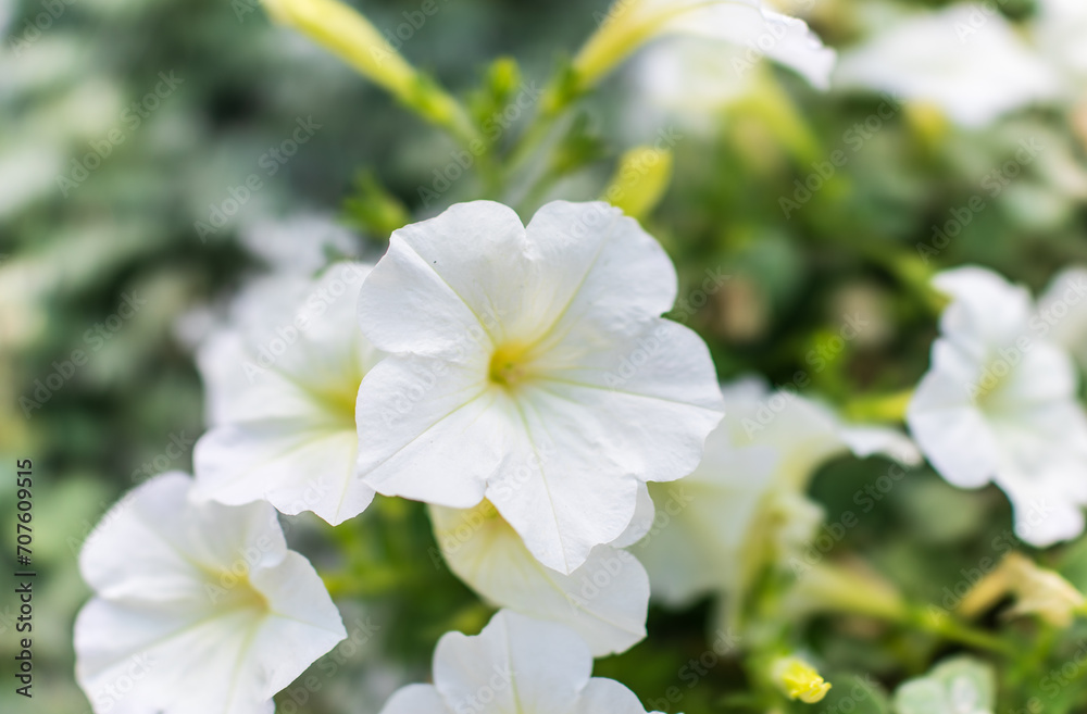 Petals of white petunia flowers. Close-up, selective focus. Petals of white petunia flowers. Close-up, selective focus.