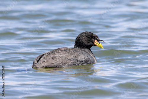 Gallareta cornuda (Fulica cornuta) photo