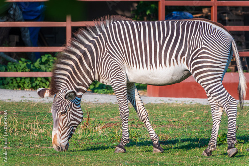 Grevy s zebra  lat Equus grevyi  also known as the imperial zebra eats green grass.