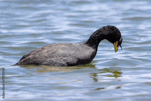 Gallareta cornuda (Fulica cornuta) photo