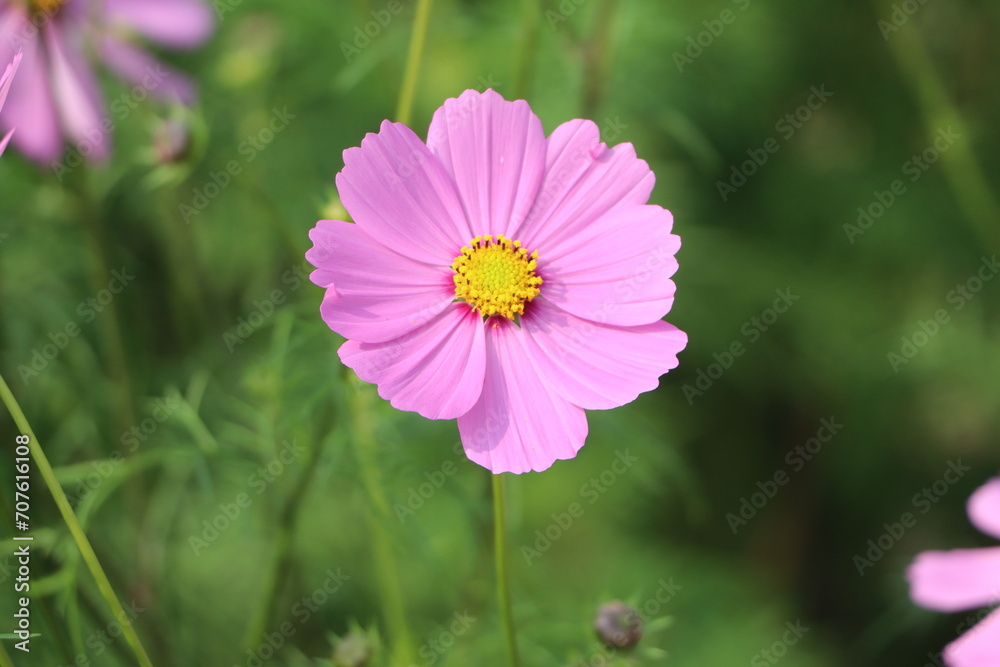 Fototapeta premium Colorful Cosmos Flwer in Garden HD Images
