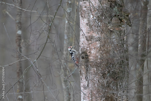 woodpecker and birch tree