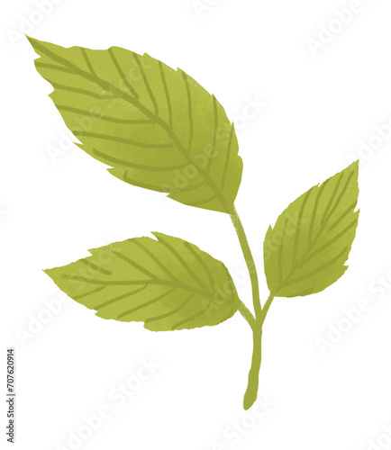 rose leaves clipart for graphic resources