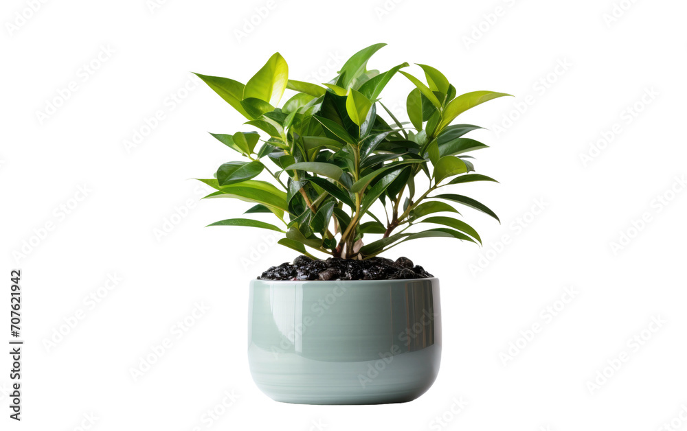 Create a Balanced Ecosystem for Your Plants with Smart Watering on White or PNG Transparent Background.