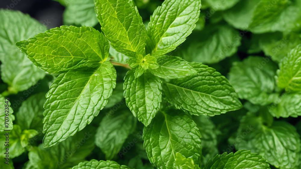 Mint leaves in the garden, peppermint leaf plants, Medicine plant background, Mint leaves background. Green Peppermint leaves Pattern layout design Top view. Spearmint plant growing Mint leaves in the garden, peppermint leaf plants, Medicine plant background, Mint leaves background. Green Peppermint leaves Pattern layout design Top view. Spearmint plant growing