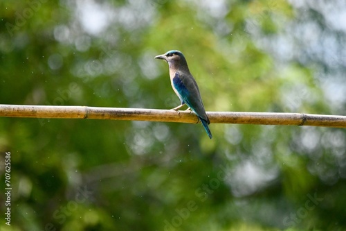 Coracias affinis on wooden railing