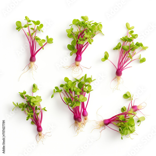 Radish Sprouts on White Background