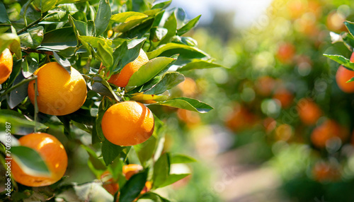 Citrus branches with organic ripe fresh oranges tangerines growing on branches with green leave background