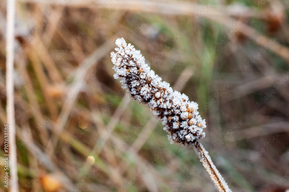 A close-up of dry autumn grass covered with white frost crystals on a meadow, selective focus