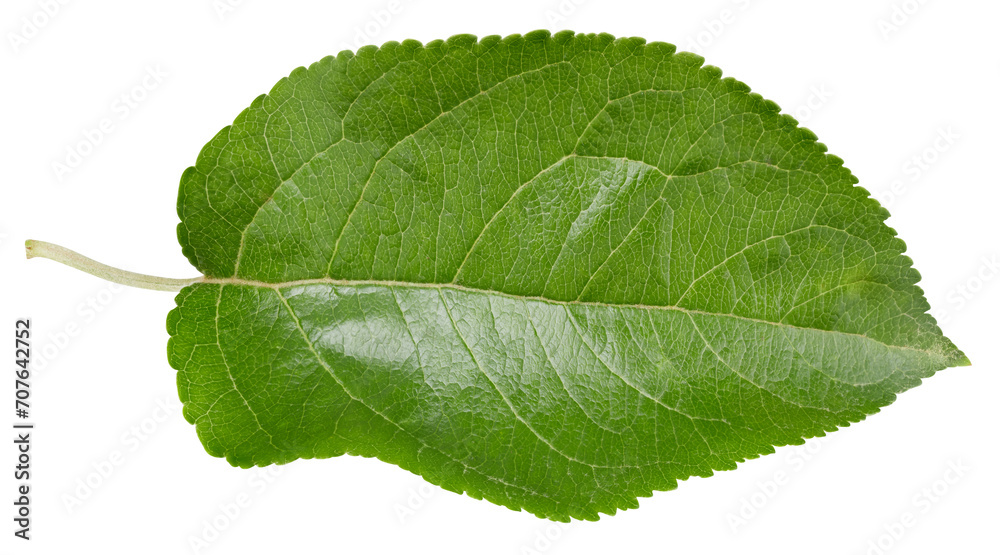 Obraz premium Apple leaf isolated