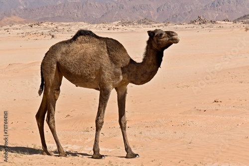 A camels in the Sahara desert. Tassili n Ajjer National Park. Algeria. Africa.