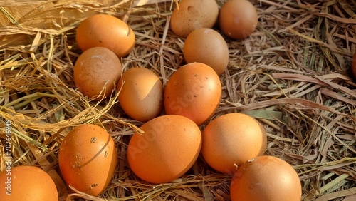 Chicken eggs laying on hay nest with selective focus. Fresh chicken eggs in wooden basket on the haystack in the chicken farm. Eggs in a nest.