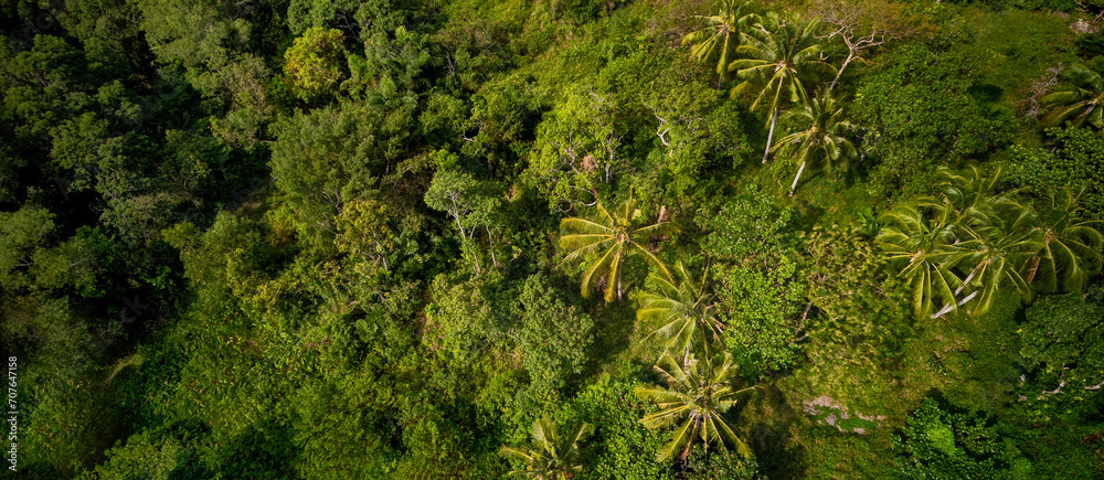 Aerial view of a dense tropical rainforest with interspersed coconut palm trees, showcasing biodiversity and natural ecosystems