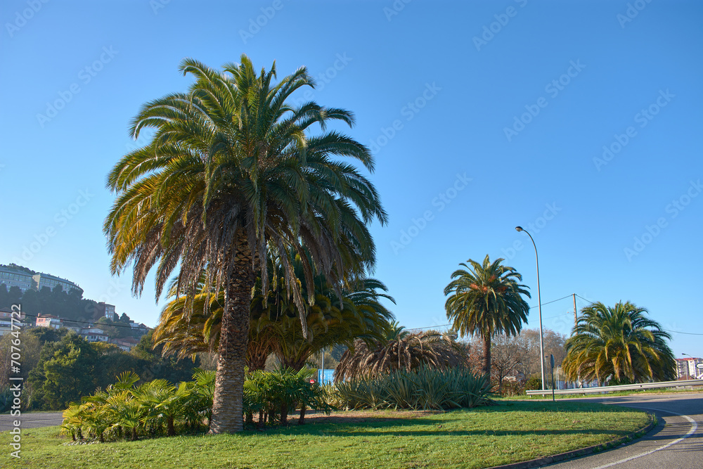 Cerca de Castrelos en Vigo hay una rotonda que tiene una gran cantidad de palmeras
