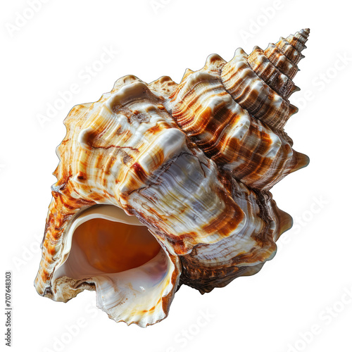Conch Shell Isolated on Transparent or White Background, PNG