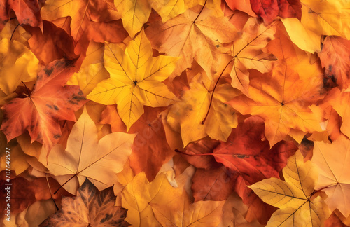 Autumn background of yellow and red maple leaves on the ground