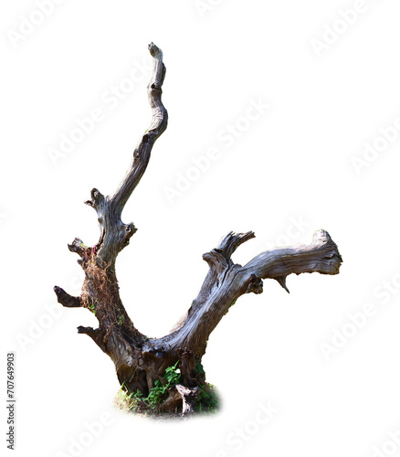 Dry dead plants used in garden decoration on transparent background PNG