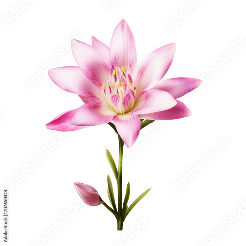 Ixia flower isolated on transparent background