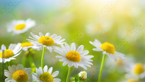 Beautiful chamomile flowers in meadow. Spring or summer nature scene with blooming