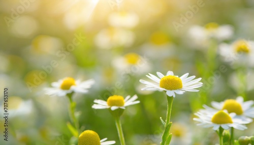 Beautiful chamomile flowers in meadow. Spring or summer nature scene with blooming