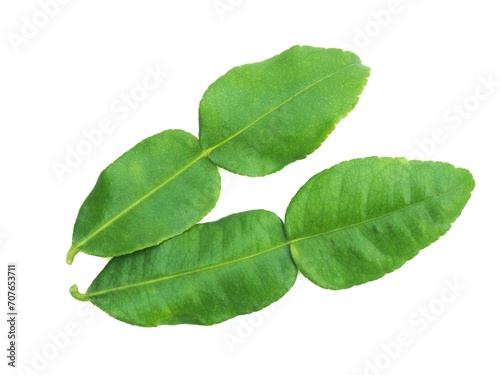 Fresh organic kaffir lime leaves without chemicals, green leaves, placed on a white background.