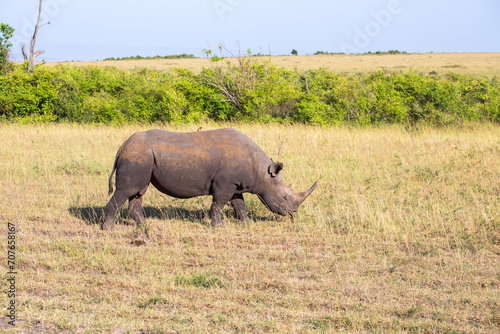 Black rhino walking on the african savanna