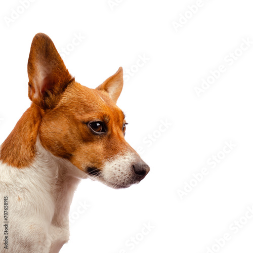 Portrait of a very alert Jack Russell Terrier on a white studio background