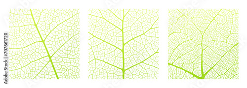 Leaf vein texture abstract background with close up plant leaf cells ornament texture pattern. Green and white organic macro linear pattern of nature leaf foliage vector illustration.