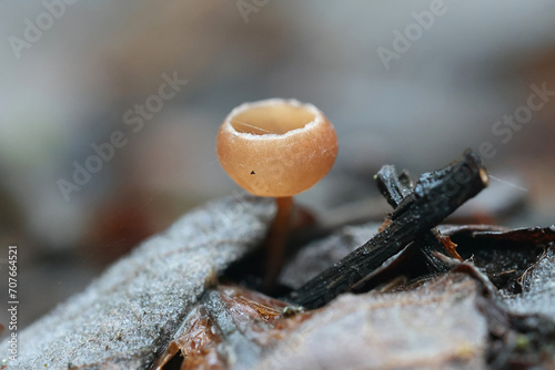 Catkin cup, Ciboria caucus, early spring fungus from Finland photo