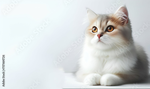 Very cute young bicolor cat sitting straig ht Happy cute cat on white background, generative ai