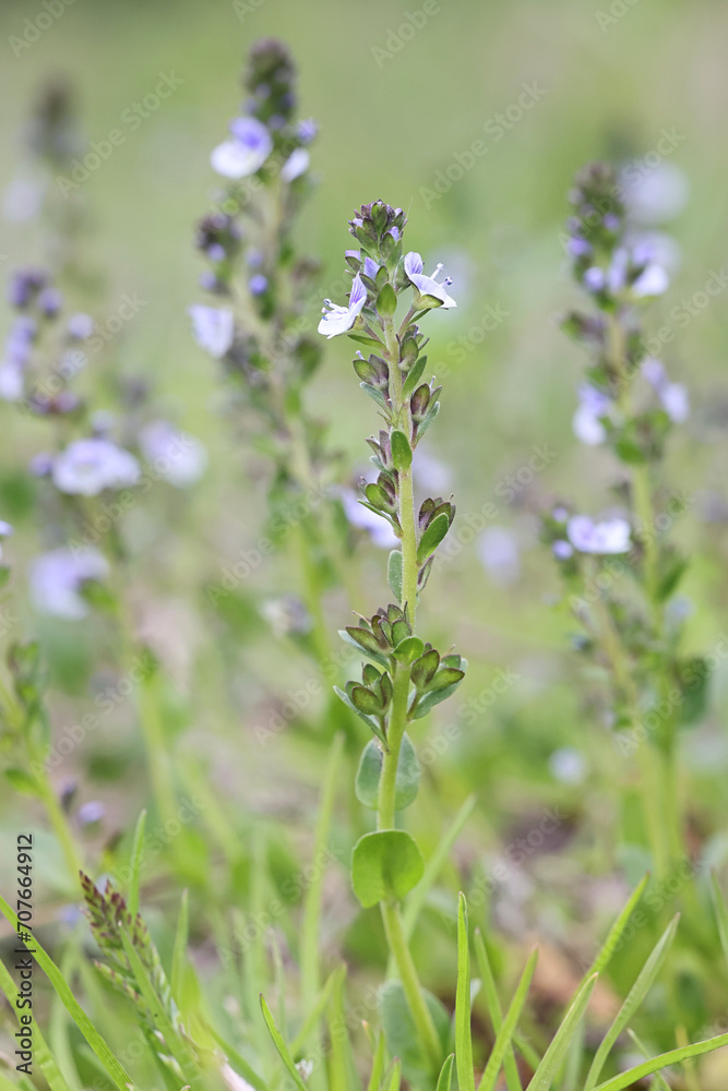 Thyme-leaved Speedwell, Veronica serpyllifolia, also known as Thymeleaf Speedwell, wild flowering plant from Finland