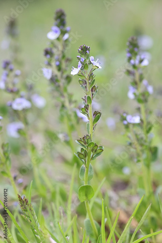 Thyme-leaved Speedwell, Veronica serpyllifolia, also known as Thymeleaf Speedwell, wild flowering plant from Finland photo