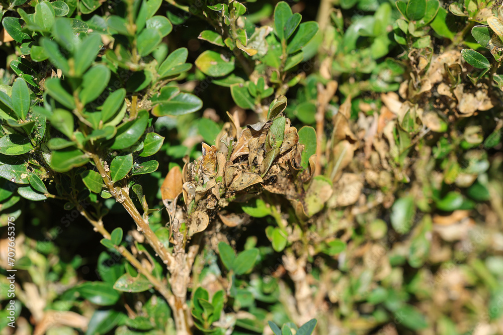Damage on leaves. Cydalima perspectalis, the box tree moth is an invasive caterpillar of moth species pest that destroys and eats green boxwood (buxus sempervivens) leaves doing a lot of damage. Damage on leaves. Cydalima perspectalis, the box tree moth is an invasive caterpillar of moth species pest that destroys and eats green boxwood (buxus sempervivens) leaves doing a lot of damage.