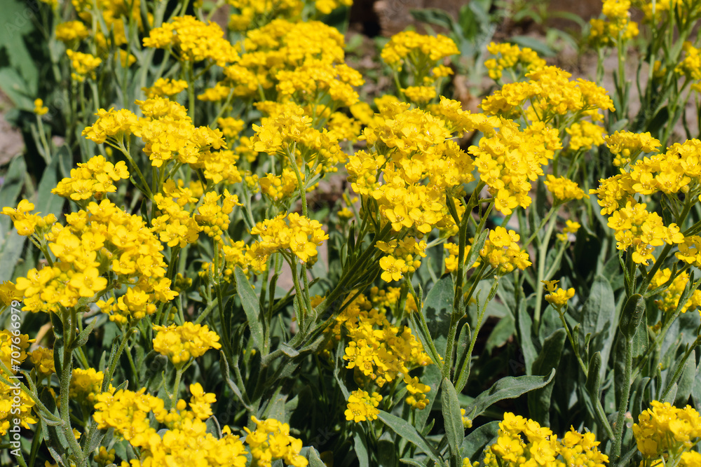 Spring natural background. Bright yellow alyssum flowers in garden in sunny day