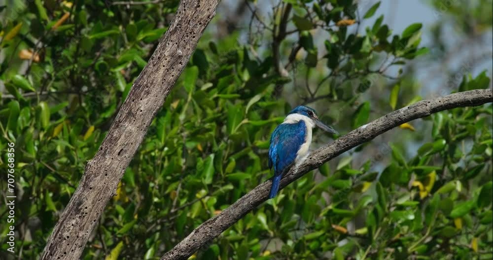 Facing to the right as seen from its back then turns it's head quickly, Collared Kingfisher Todiramphus chloris, Thailand Facing to the right as seen from its back then turns it's head quickly, Collared Kingfisher Todiramphus chloris, Thailand
