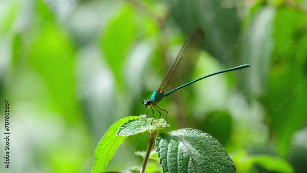 Perched on top of a plant seen in the forest as the camera zooms in, Clear-winged Forest Glory, Vestalis gracilis, Thailand Perched on top of a plant seen in the forest as the camera zooms in, Clear-winged Forest Glory, Vestalis gracilis, Thailand