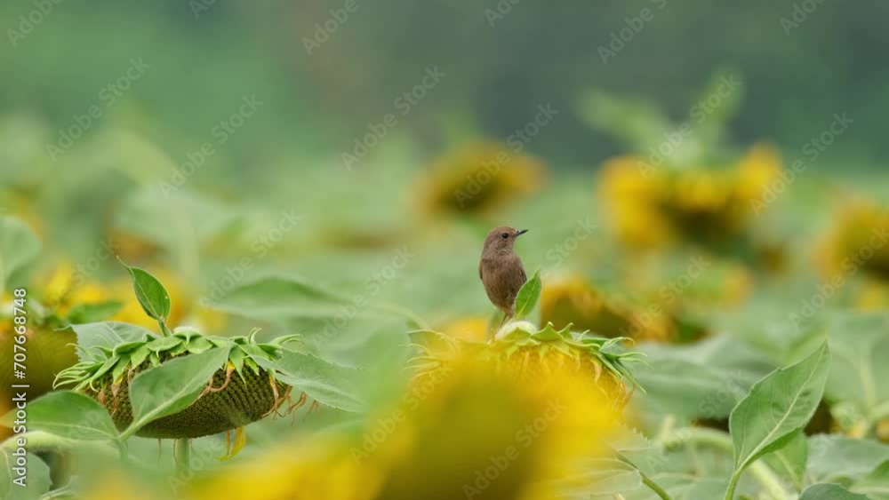 Camera zooms out while this bird looks around perched on a sunflower, Pied Bushchat Saxicola caprata, Thailand Camera zooms out while this bird looks around perched on a sunflower, Pied Bushchat Saxicola caprata, Thailand
