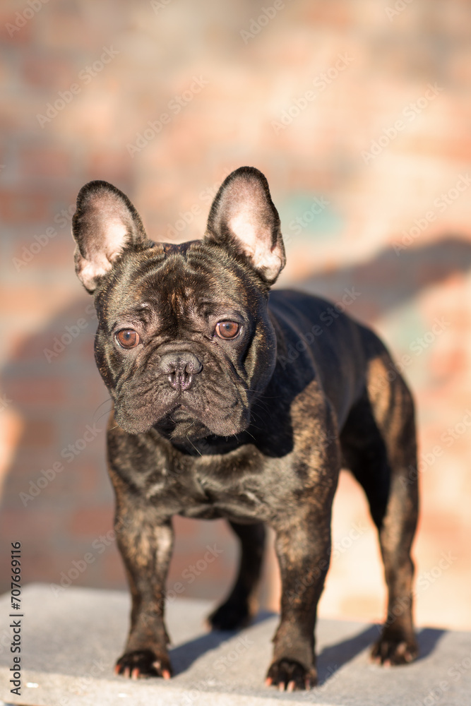 The dog is a male of the French bulldog breed of tiger color