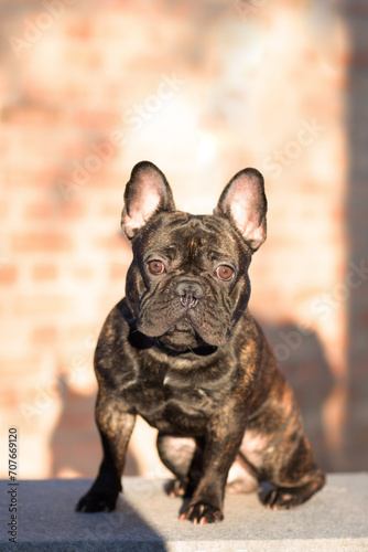 The dog is a male of the French bulldog breed of tiger color