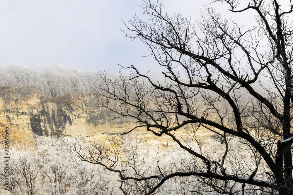 Fototapeta premium old treewith black branches against a rock framed by trees covered with frost against a gray sky