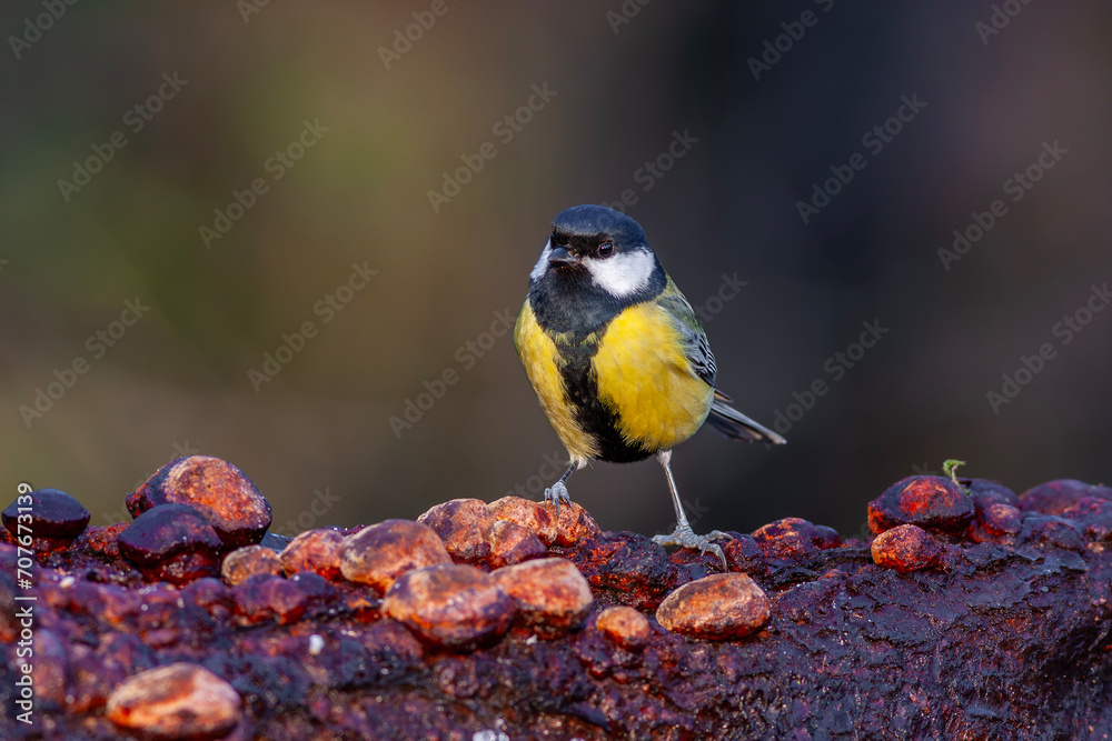 Obraz premium cute little bird in yellow black colors,Great Tit, Parus major