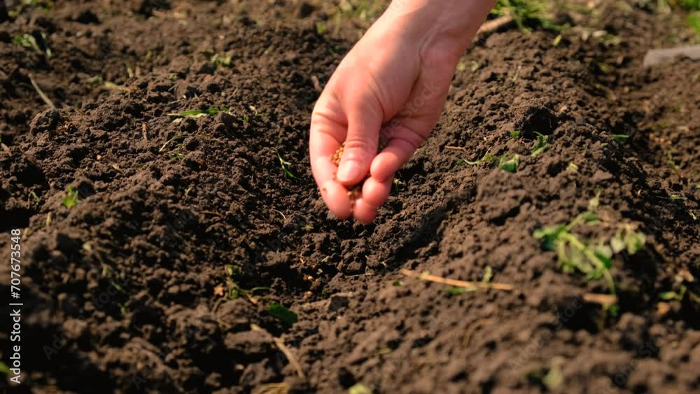 a woman sows seeds in a vegetable garden. Selective focus.