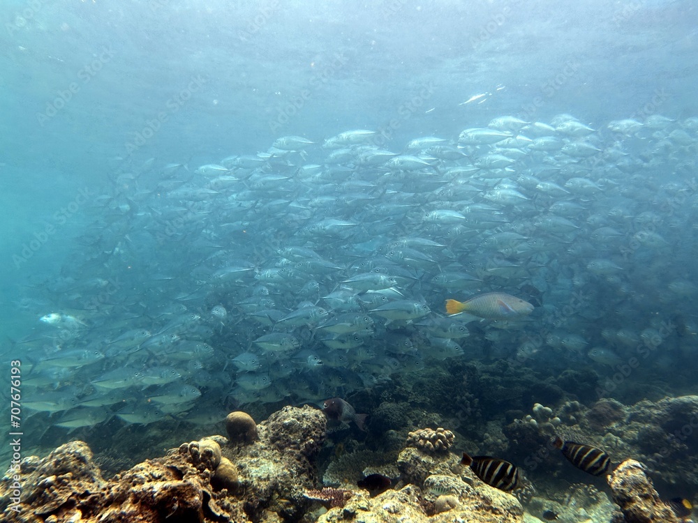 Fototapeta premium The best diving spot Sipadan Island, Sabah state in Malaysia.