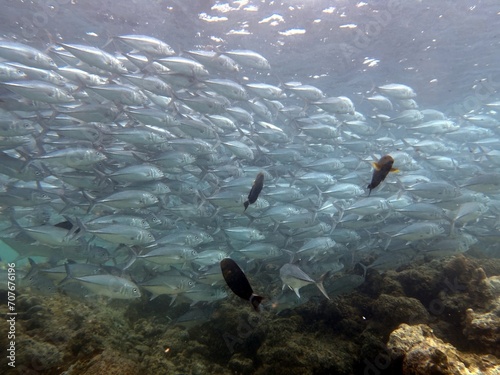 The best diving spot Sipadan Island, Sabah state in Malaysia. photo