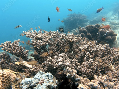Fototapeta Naklejka Na Ścianę i Meble -  The best diving spot Sipadan Island, Sabah state in Malaysia.