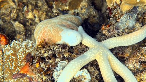 The best diving spot Sipadan Island, Sabah state in Malaysia.