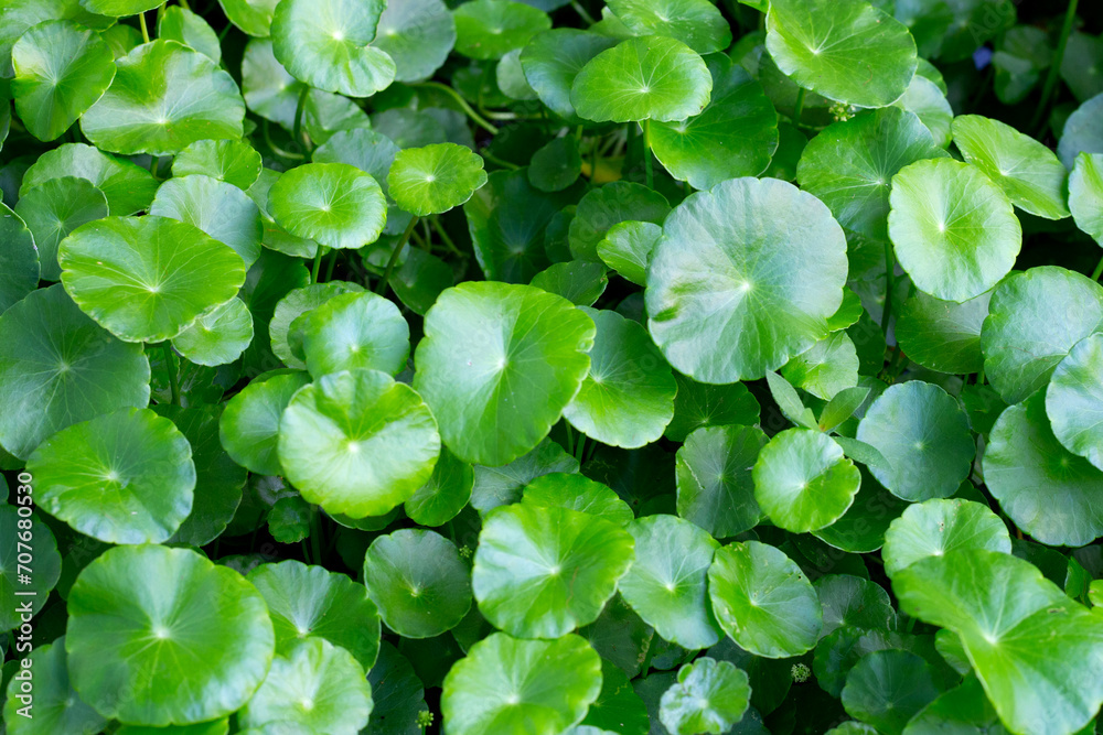 Centella asiatica (gotu kola). Fresh green leaves herb background. Centella asiatica (gotu kola). Fresh green leaves herb background.